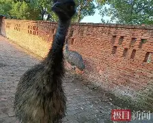 AG捕鱼官网-鹿岛鹿死漫漫长夜,惊险过关获胜