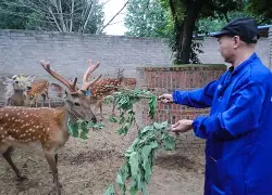 鹿岛鹿死漫漫长夜，惊险过关获胜